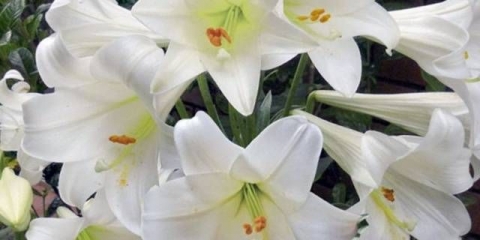 Hranjenje ljiljana: proljeće, ljeto, jesen